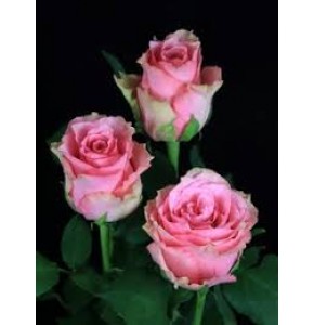 ΤΡΙΑΝΤΑΦΥΛΛΑ ΑΠΑΛΟ ΡΟΖ 70εκ. ROSEN  LOVELY RHODOS 70cm
